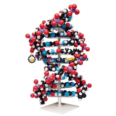 School Biology Molecular Model Lab