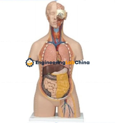 School Human Biology Equipment Lab