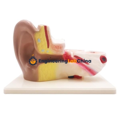 School Anatomical Models Suppliers China