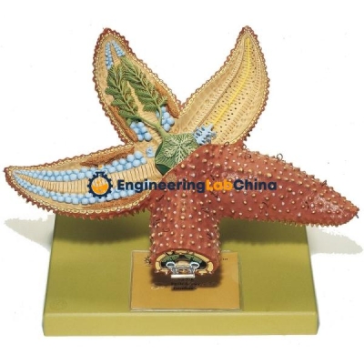 School Zoological Models Suppliers China
