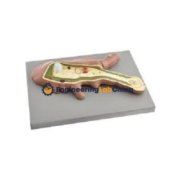 Amoeba Model Suppliers in China