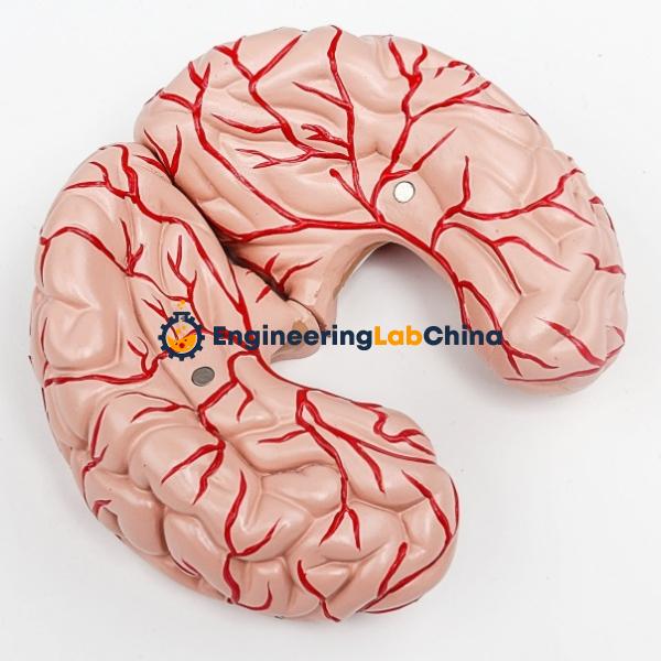 Anatomical Human Brain Model Suppliers in China