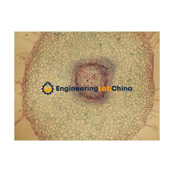 Basic Plant Anatomy Slide Suppliers in China