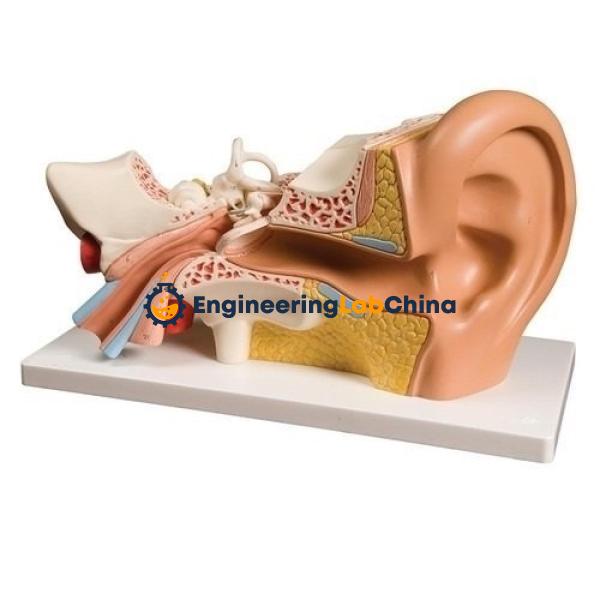 Ear Model Suppliers in China