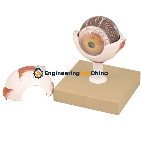 Eye 3 Times Full Size Model Suppliers in China