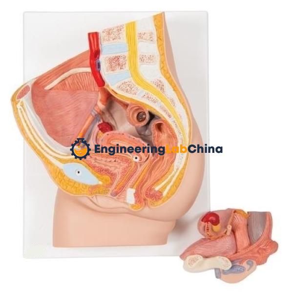 Female Pelvis Section Model Suppliers in China