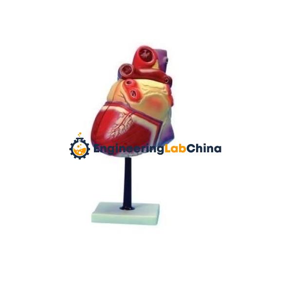 Heart 3 times Natural size Model Suppliers in China