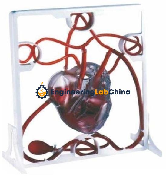 Heart Model Giant Suppliers in China
