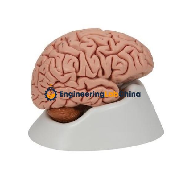 Human Brain 5 Parts Suppliers in China
