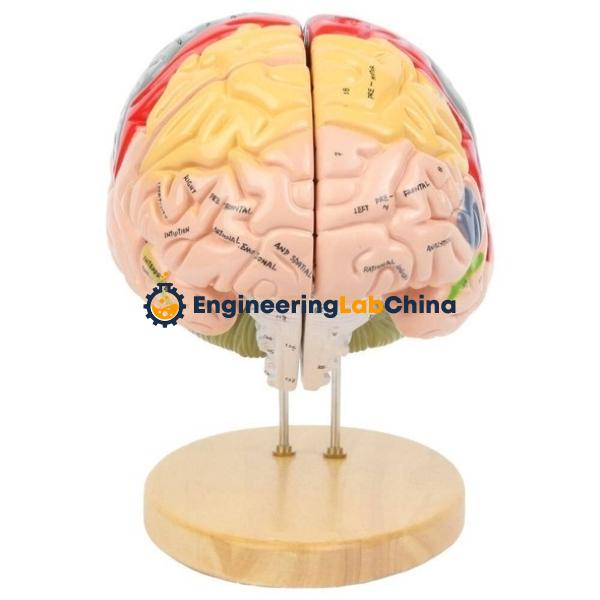 Human Brain Model- 2 Parts Suppliers in China