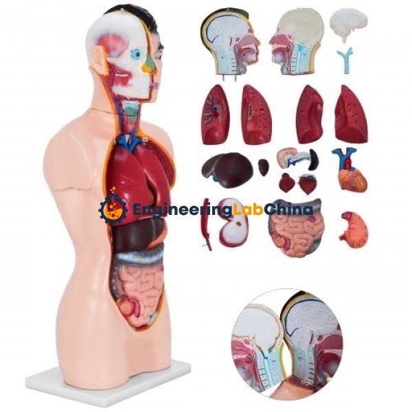 Human Torso (Half Size) Suppliers in China