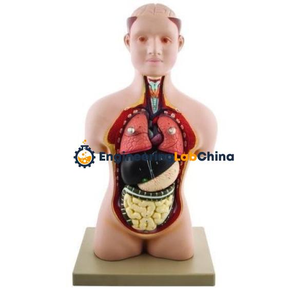 Human Torso with Head Model Suppliers in China
