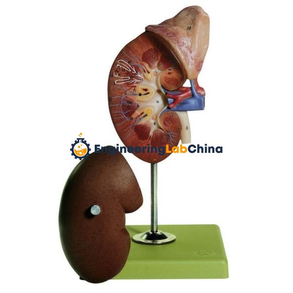 Kidney With Adrenal Model Suppliers in China