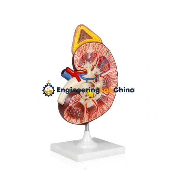 Kidney with Adrenal Gland Model Suppliers in China