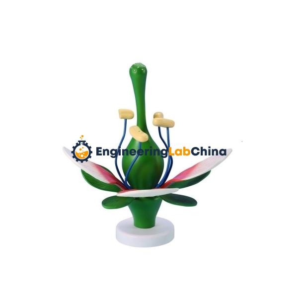 Large Size Flower Model Suppliers in China