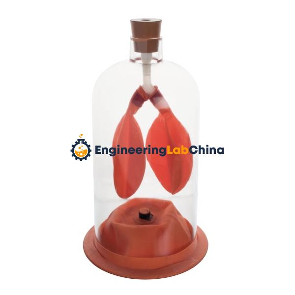 Lung Demonstration Model Suppliers in China