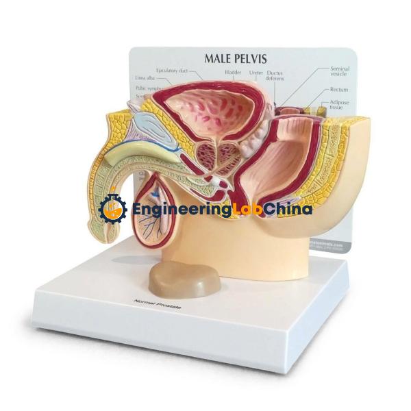 Male Pelvis Section Model Suppliers in China