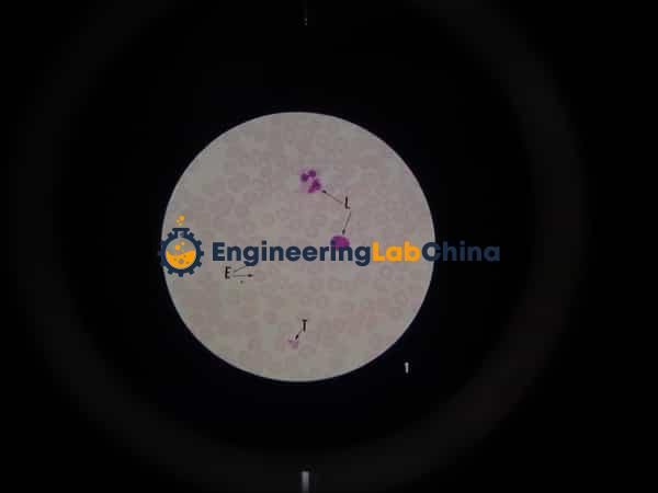 Microslide The Circulatory System Suppliers in China