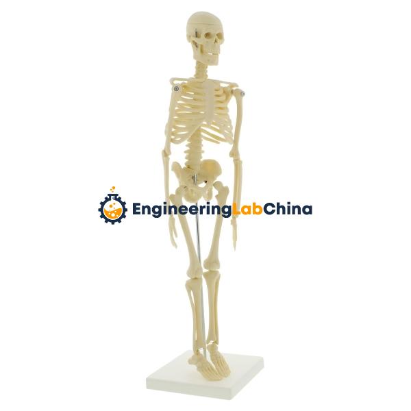 Mini Skeleton Suppliers in China