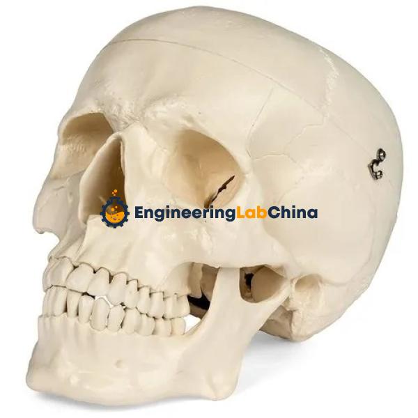 Skull Model Suppliers in China