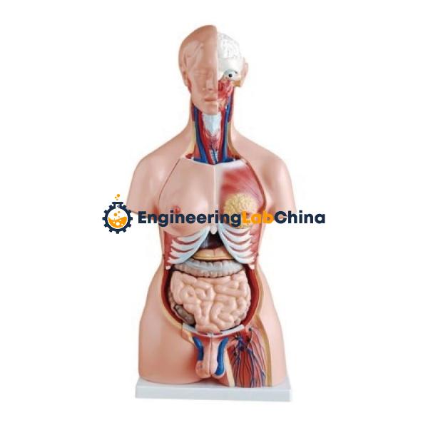 Torso Life Size Bisexual Model Suppliers in China