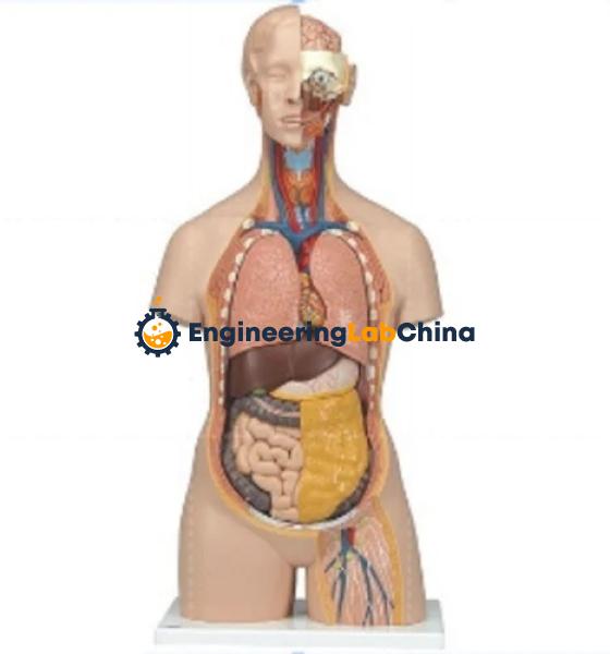 Torso Life Size with Head Model Suppliers in China